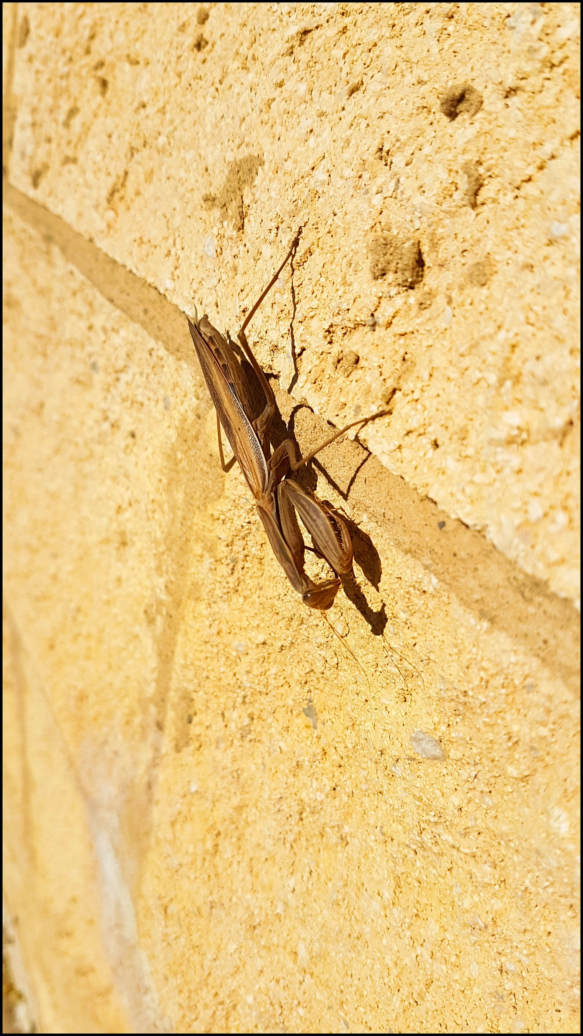 journeys and scorpions travelblog | Spain, Andalusia - Mercado Tarifa | Praying Mantis, Mantis religiosa