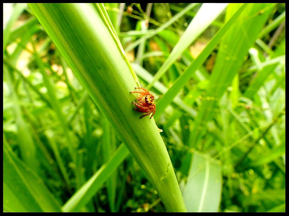 journeys & scorpions | travelblog | Sri Lanka | Road to Pinnawala | Hyllus sp. | Jumping spider