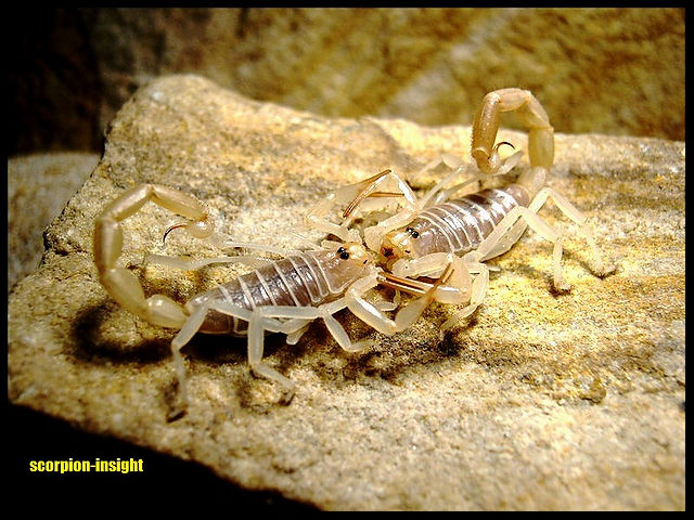 Journeys and scorpions | Travelblog | Scorpion insight | Scorpion, Buthacus arenicola, Mating, Biography