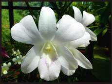 journeys & scorpions | travelblog | Sri Lanka | Botanical Garden | Orchid House