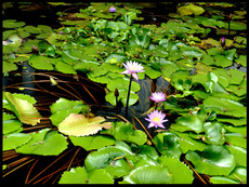 journeys & scorpions | travelblog | Sri Lanka | Golden Buddha Temple | Nymphaea pubescens | Pink water lily