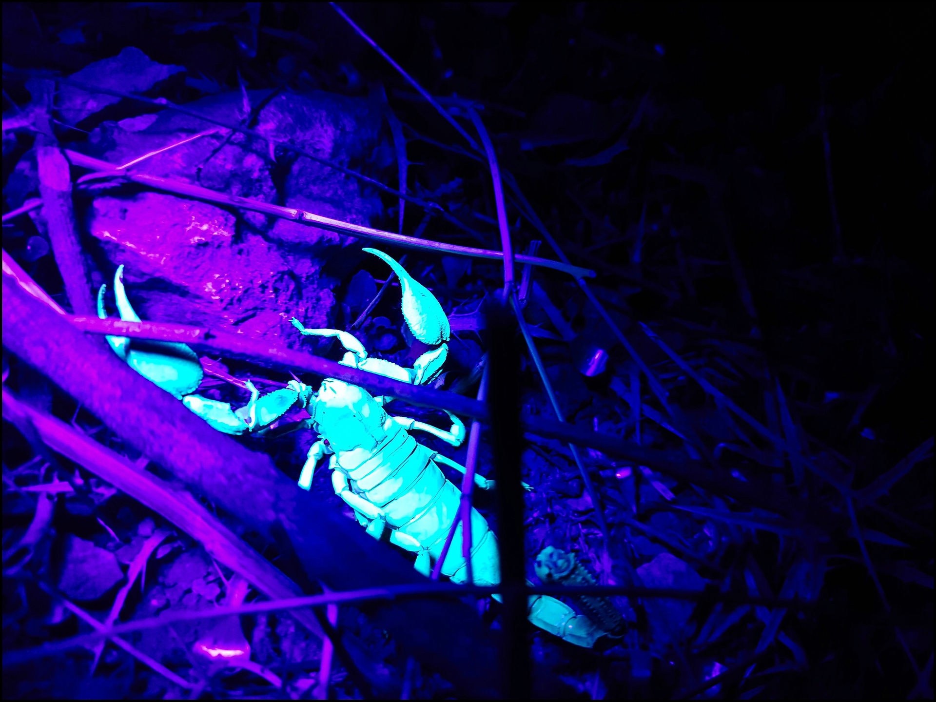 journeys and scorpions travelblog | Jordan, Salt | Scorpion, Nebo hierichonticus