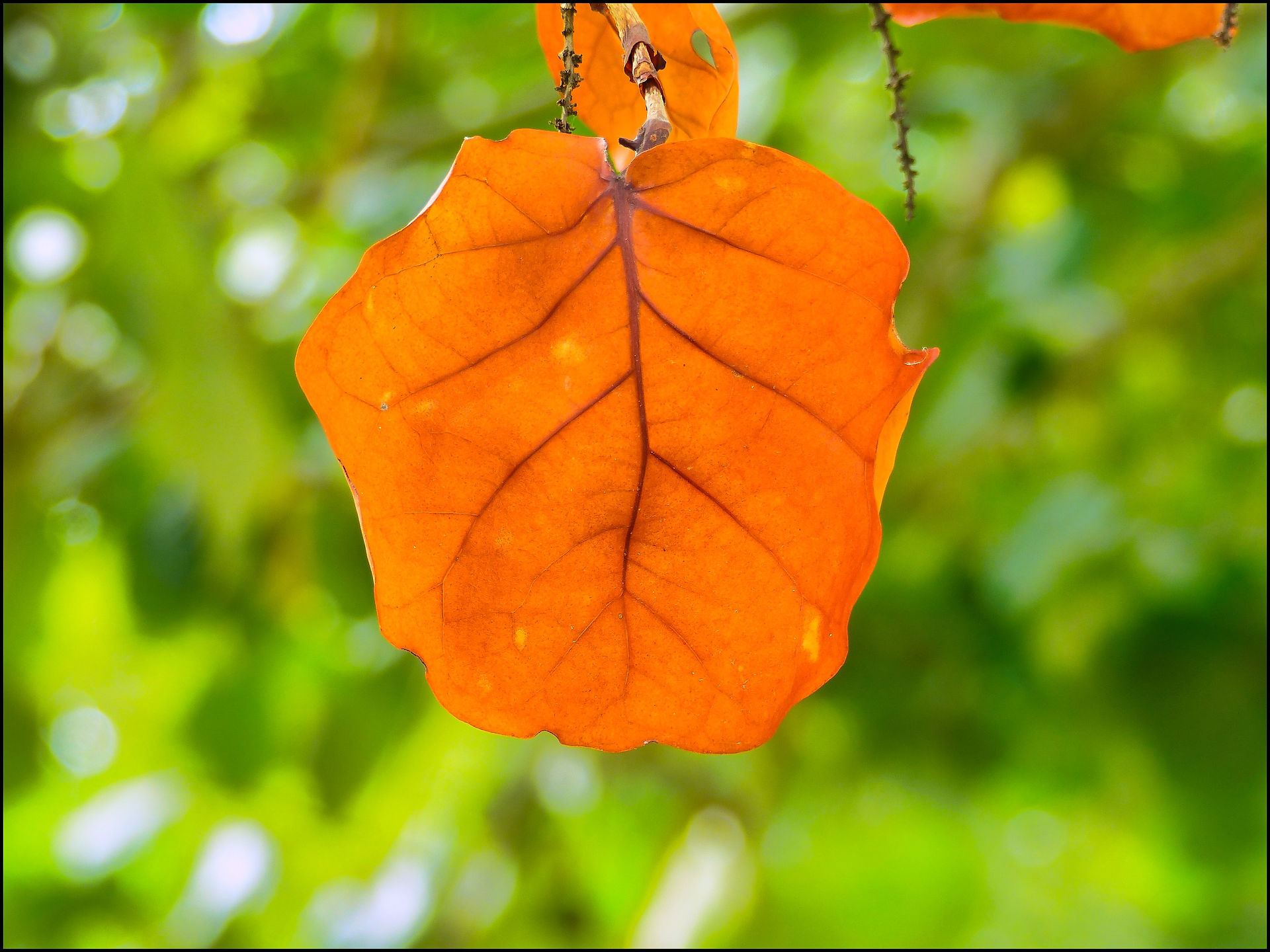 journeys and scorpions travelblog | Dominican Republic |  Paradise Island Beach Resort, Punta Rucia