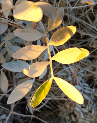 journeys & scorpions-travelblog | Cyprus | Adonis Baths Waterfalls | Trail, Dust leaves