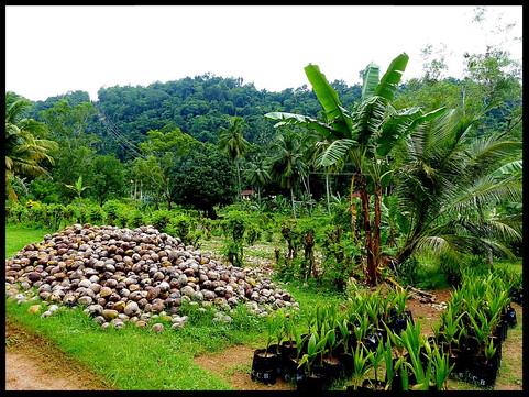 journeys & scorpions | travelblog | Sri Lanka | Coconut Plantage