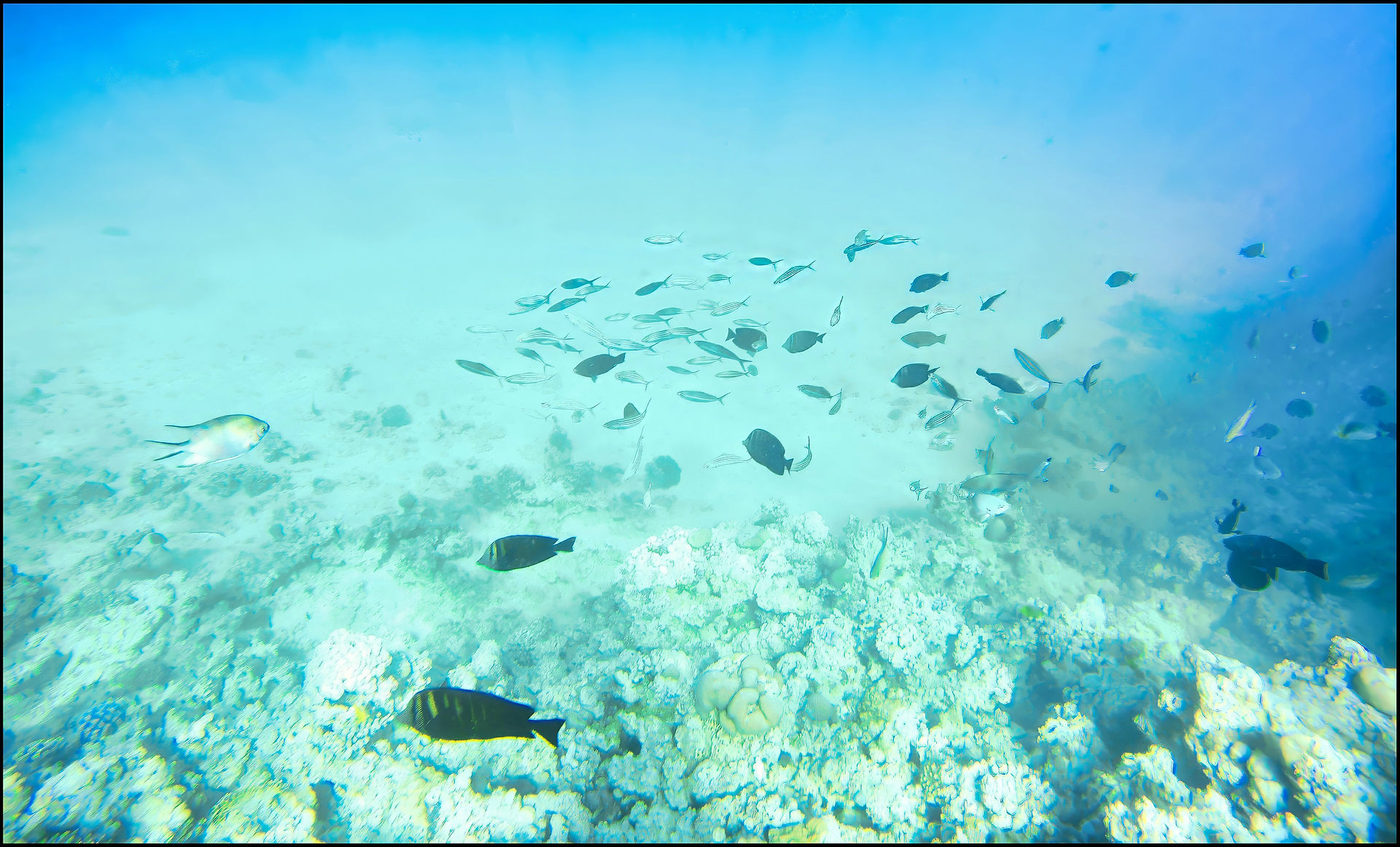 journeys and scorpions travelblog | Egypt, Makadi-Bay | Snorkel Tour 