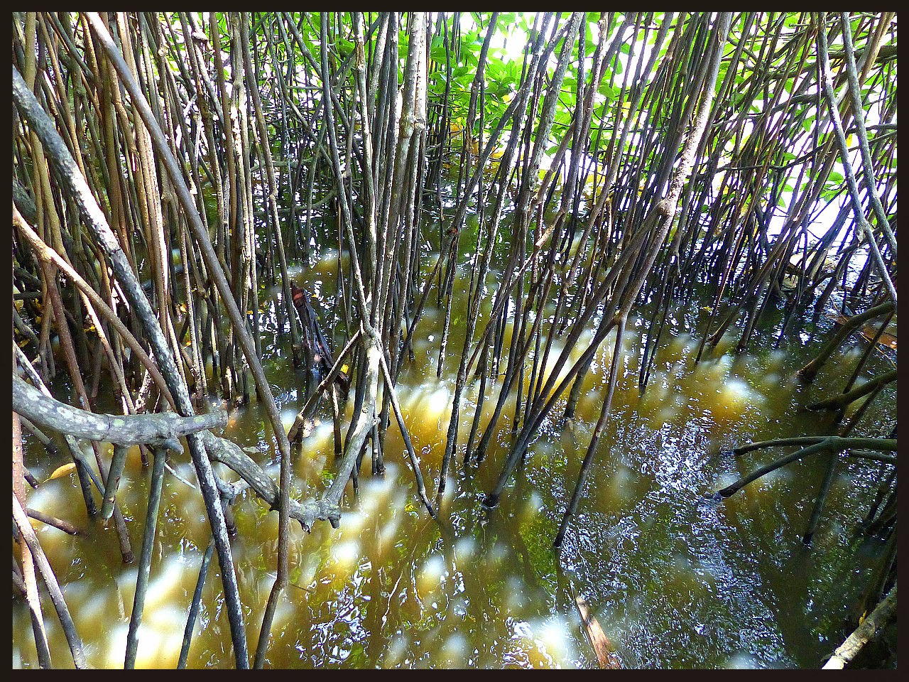 journeys & scorpions | travelblog | Sri Lanka | Boatride Chilaw | Gin oya River | Mangrove