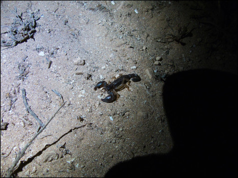 journeys & scorpions travel blog | Morocco Tamri | Scorpion Scorpio sp.
