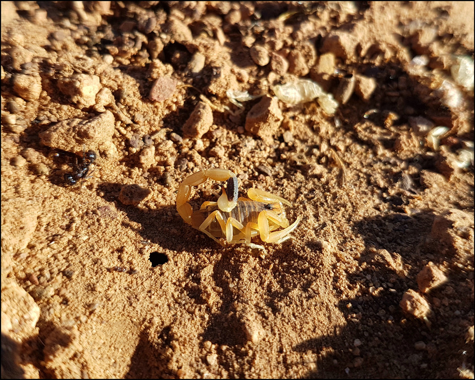 journeys and scorpions travelblog | Jordan-Petra, Plateau, Scorpion-Leiurus hebraeus