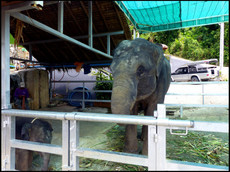 journeys & scorpions | travelblog | Thailand-Phuket | Big Buddha | Elephants