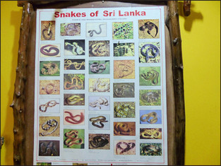 journeys & scorpions | travelblog | Sri Lanka | Wilpattu National Parc | Museum | Snakes of Sri Lanka