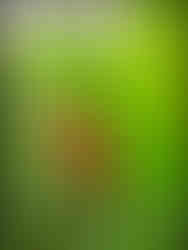 journeys and scorpions travelblog | Vietnam-Cuc Phuong National Park, Turtle Conservation Center, Asian Taro, Alocasia odora