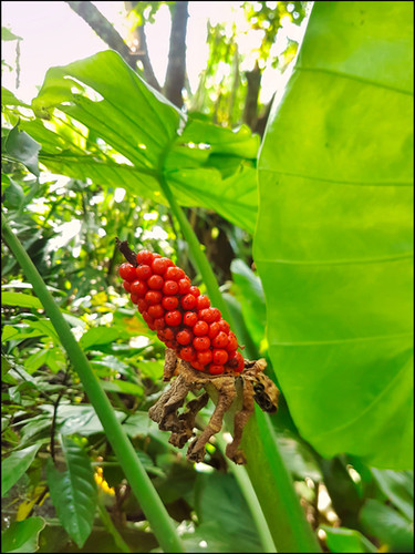 journeys and scorpions travelblog | Vietnam-Cuc Phuong National Park, Turtle Conservation Center, Asian Taro, Alocasia odora