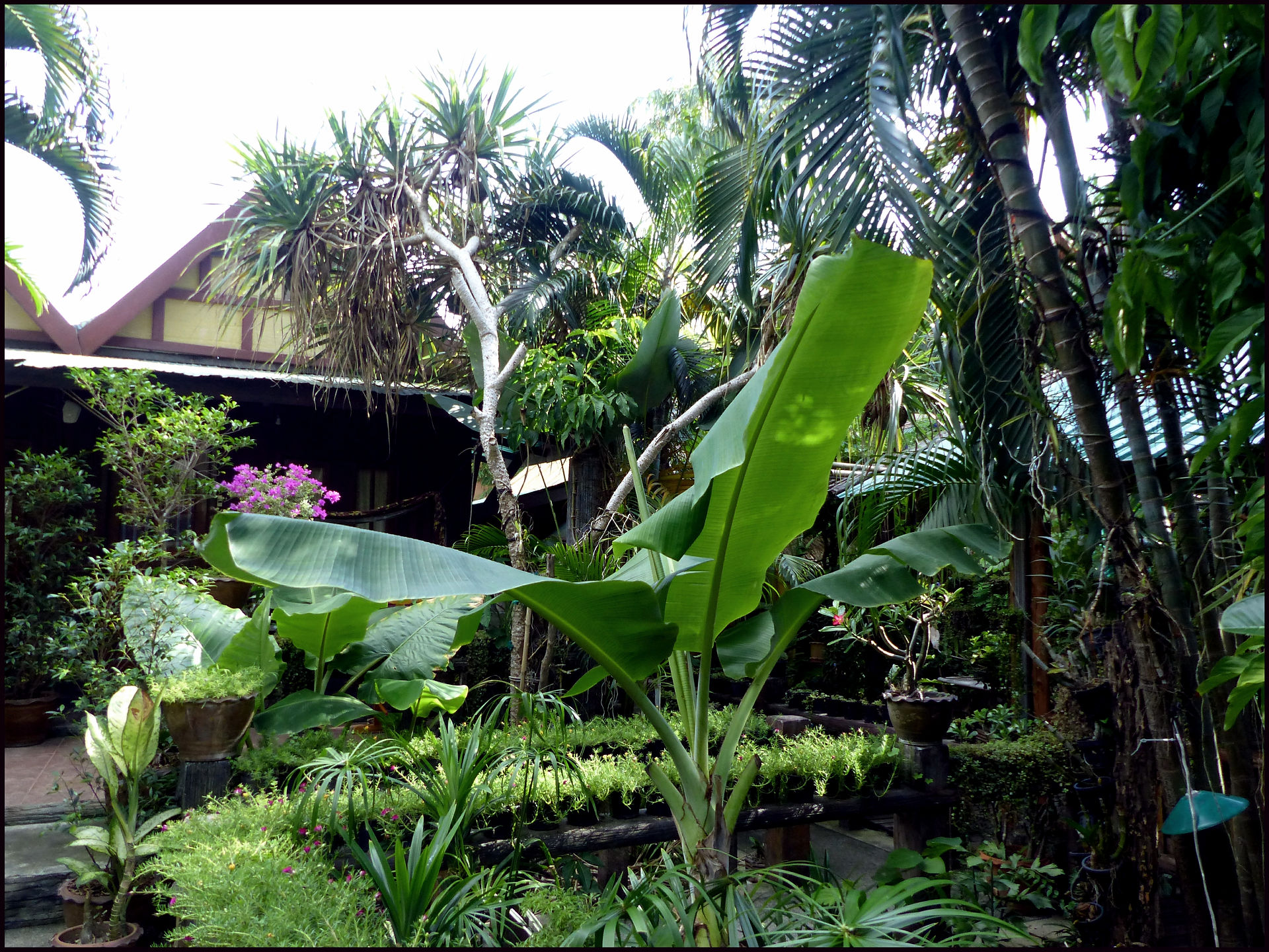 journeys & scorpions | travelblog | Thailand-Phi Phi Island | Garden Home Bungalow