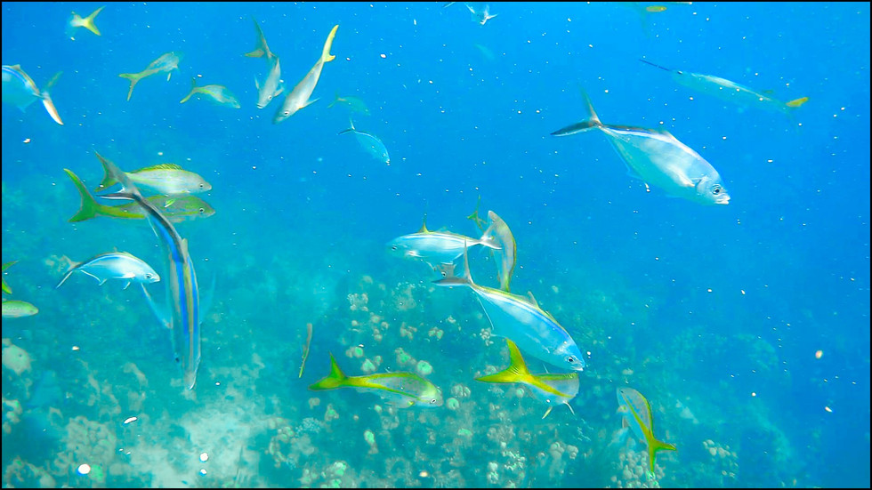 journeys and scorpions travelblog | Dominican Republic | Boattour Catalina Island | Bar Jack´s / Striped Jack´s, Caranx ruber | P. dentex