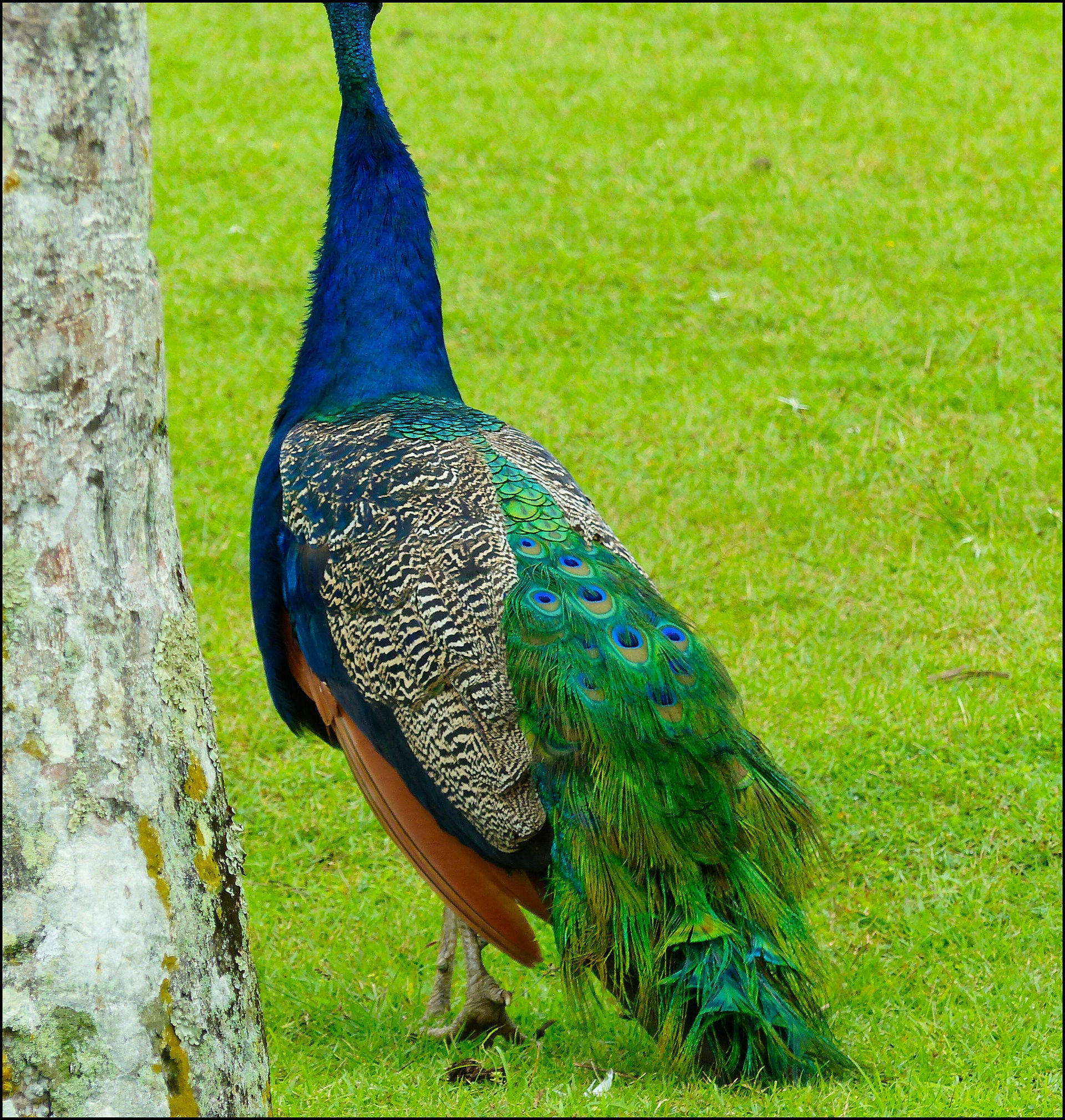 journeys and scorpions travelblog | Dominican Republic | Bayaguana Safari | Balneario Salto Alto | Peafowl, Afropavo sp.