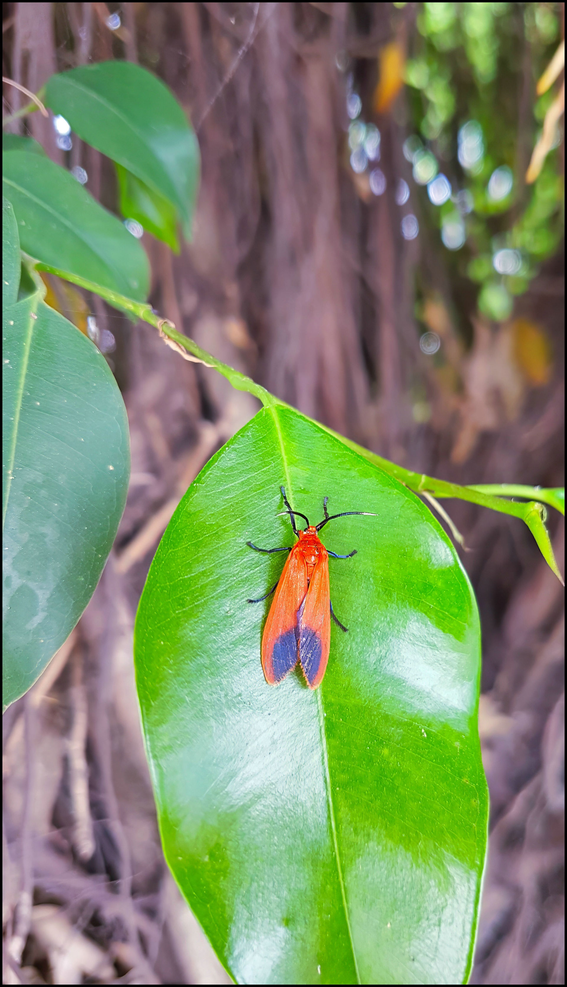journeys and scorpions travelblog  | Vietnam-Ninh Binh Drive, Red Moth-Phauda flammans