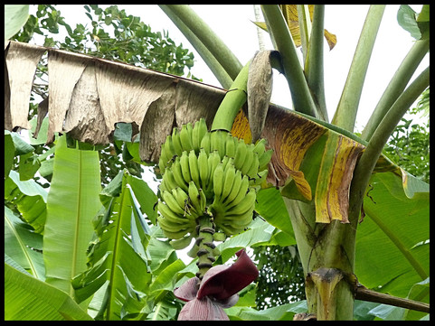 journeys & scorpions | travelblog | Sri Lanka | Banane