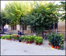 journeys & scorpions | travelblog | Spain | Mallorca | Market Sineu