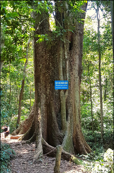 journeys and scorpions travelblog | Vietnam-Cuc Phuong National Park, 1000 year old Tree, Terminalia myriocarpa
