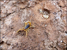 journeys & scorpions | travelblog | Morocco Douar Egmire | Route N9 | Scorpion | Buthus sp.