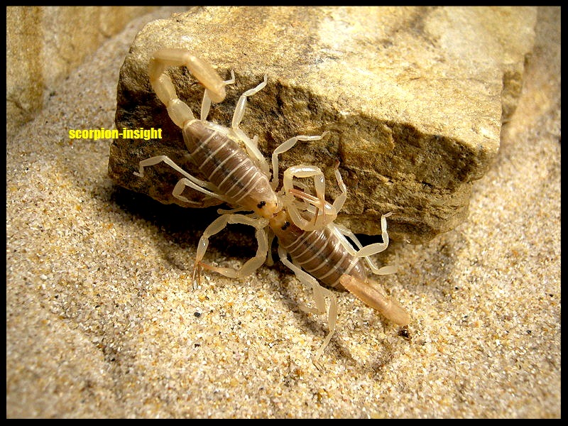Journeys and scorpions | Travelblog | Scorpion insight | Scorpion, Buthacus arenicola, Mating, Biography