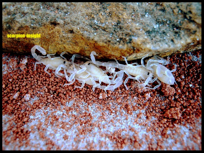 Journeys and scorpions | Travelblog | Scorpion insight | Scorpion, Buthacus arenicola, With instar 1, Biography