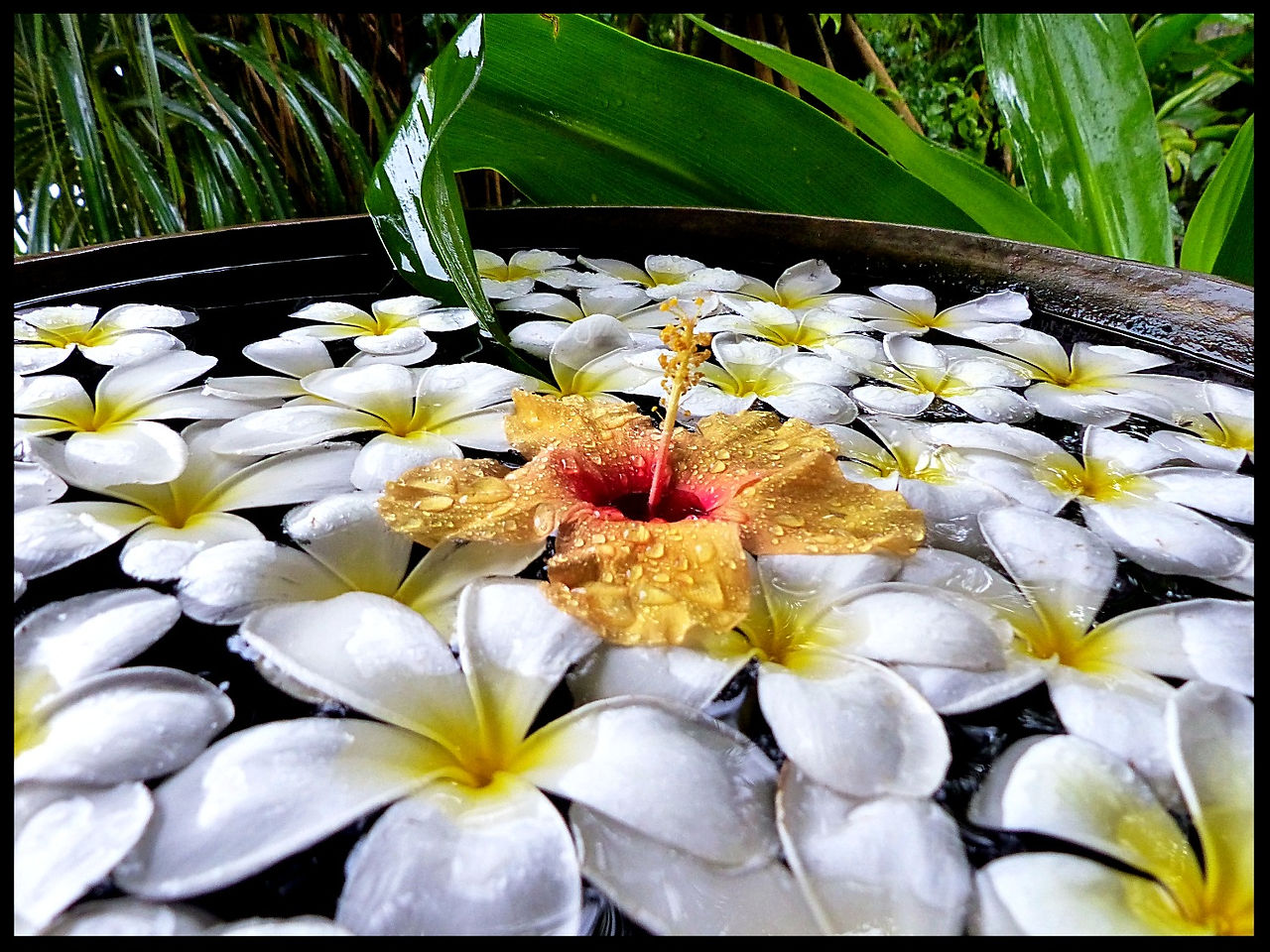 journeys & scorpions | travelblog | Sri Lanka | Hotel Ranweli | Waikkal | Hibiscus