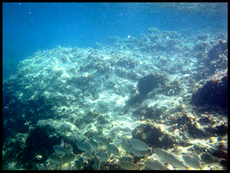 journeys & scorpions | travelblog | Greece-Rhodes | Kallithea | Ladiko Beach-Snorkeling