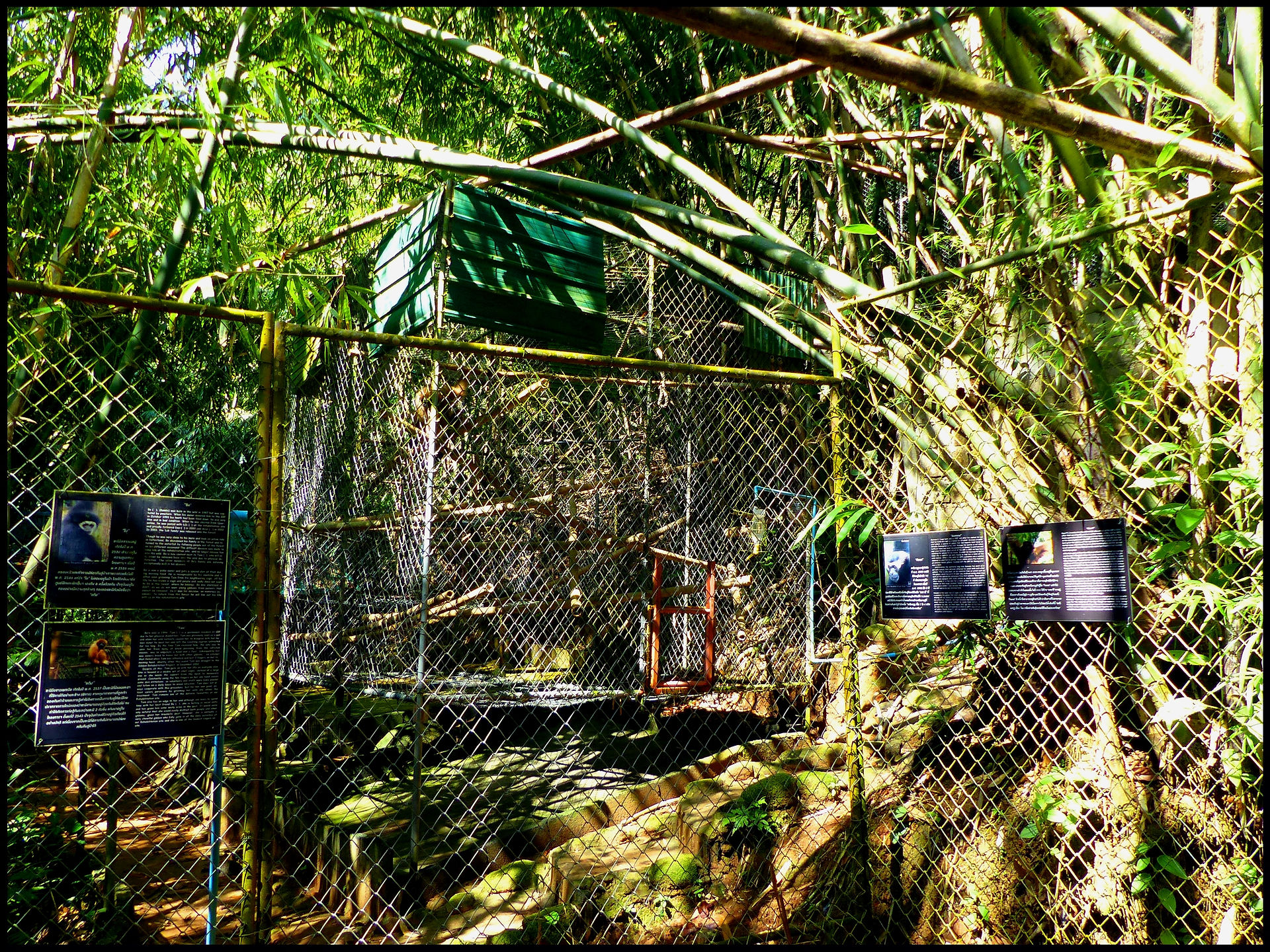 journeys & scorpions | travelblog | Thailand-Phuket | Gibbon Rescue station | Gibbon Rehabilitation Project