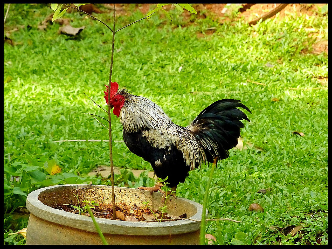 journeys & scorpions | travelblog | Sri Lanka | Ajurvedagarden | Galle-Unawatuna | Cock