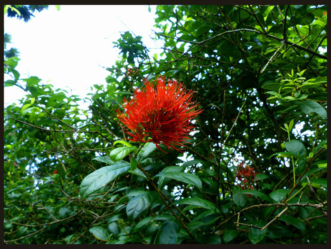 journeys & scorpions | travelblog | Sri Lanka | Botanical Garden | Metrosideros sp. | Metrosideros