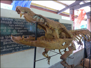 journeys & scorpions | travelblog | Sri Lanka | Wilpattu National Parc | Museum | Crocodile skeleton