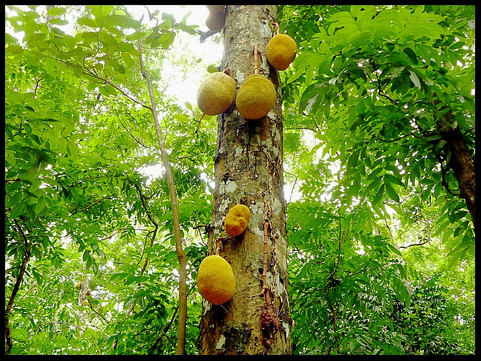 journeys & scorpions | travelblog | Sri Lanka | Pinnawala Forest, Jackfruit