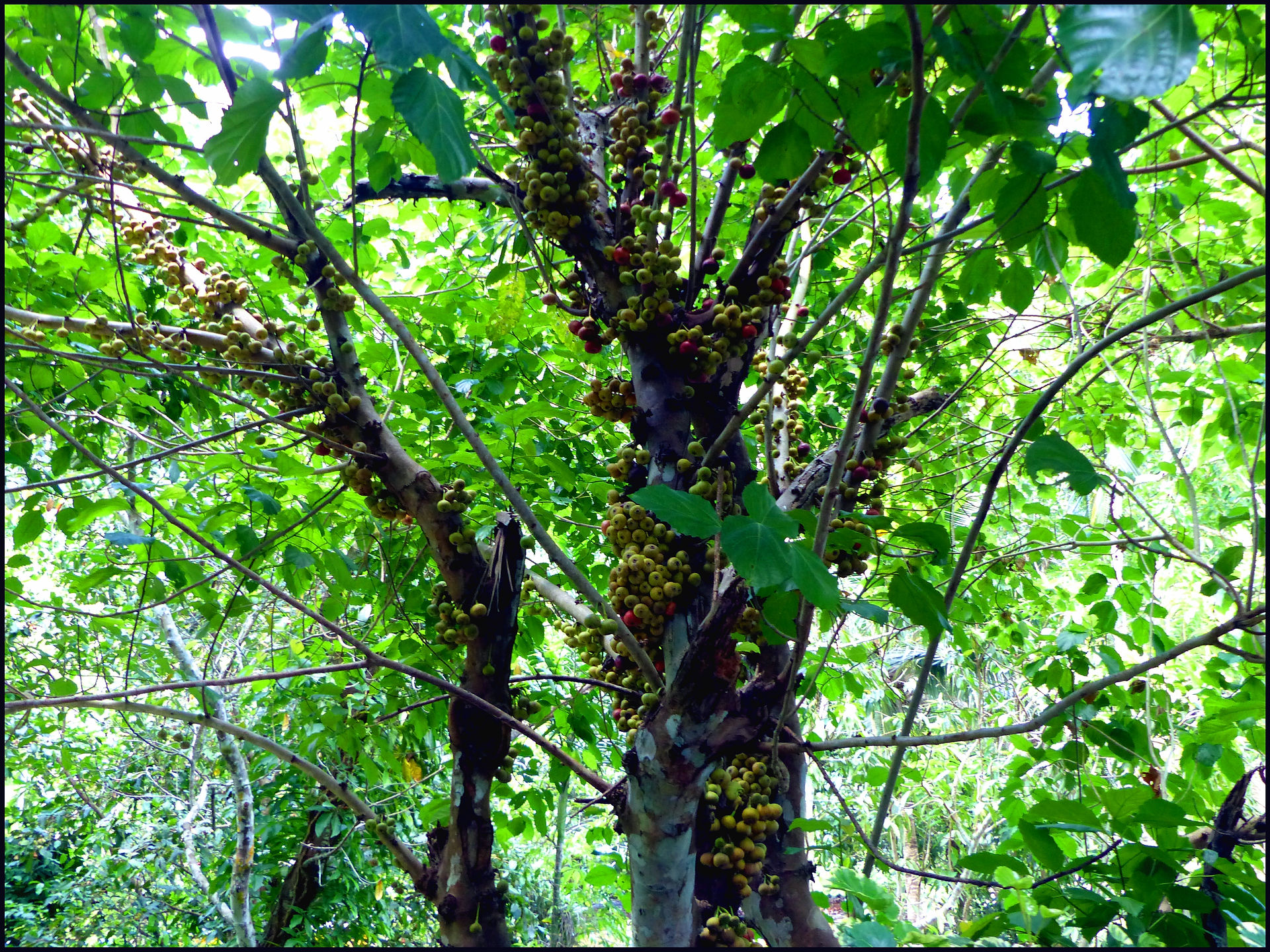 journeys & scorpions | travelblog | Thailand Phuket | Kathu Waterfall | Baccaurea sp.