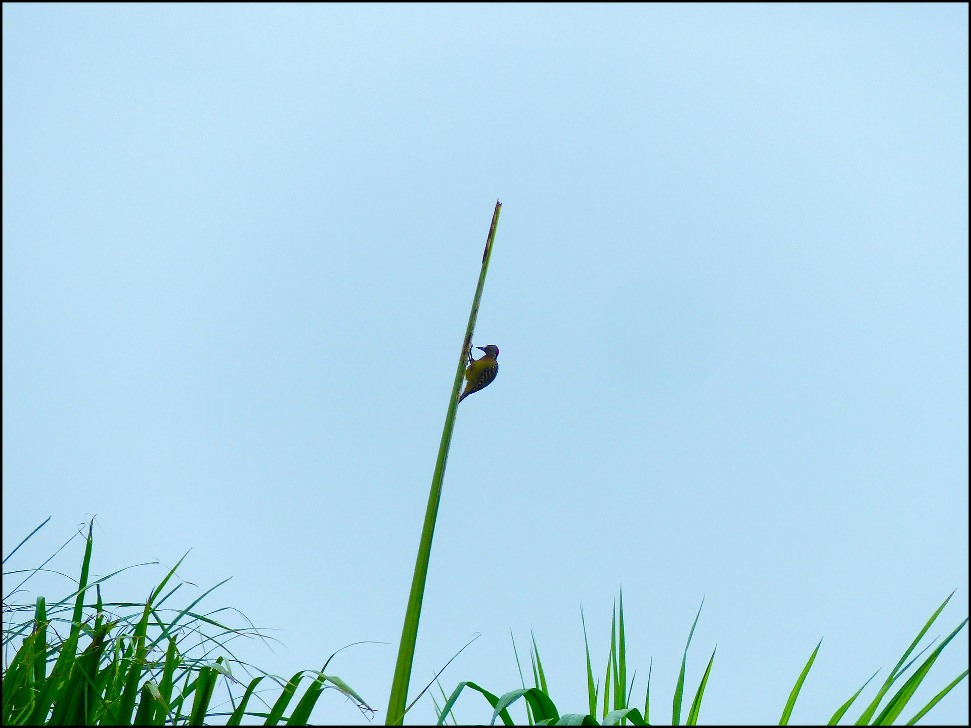 journeys and scorpions travelblog | Dominican Republic | Juan Dolio | Hispaniolan Woodpecker, Melanerpes striatus