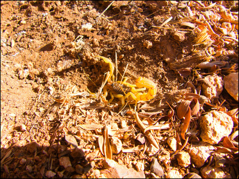 journeys & scorpions travel blog | Morocco Ouakrim | Scorpion Buthus sp.