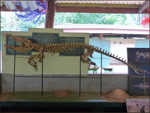 journeys & scorpions | travelblog | Sri Lanka | Wilpattu National Parc | Museum | Crocodile skeleton