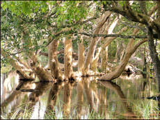 journeys & scorpions | travelblog | Sri Lanka | Wilpattu National Parc | Lake Wilpattu