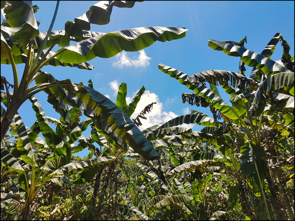 journeys and scorpions travelblog | Vietnam-Cuc Phuong National Park