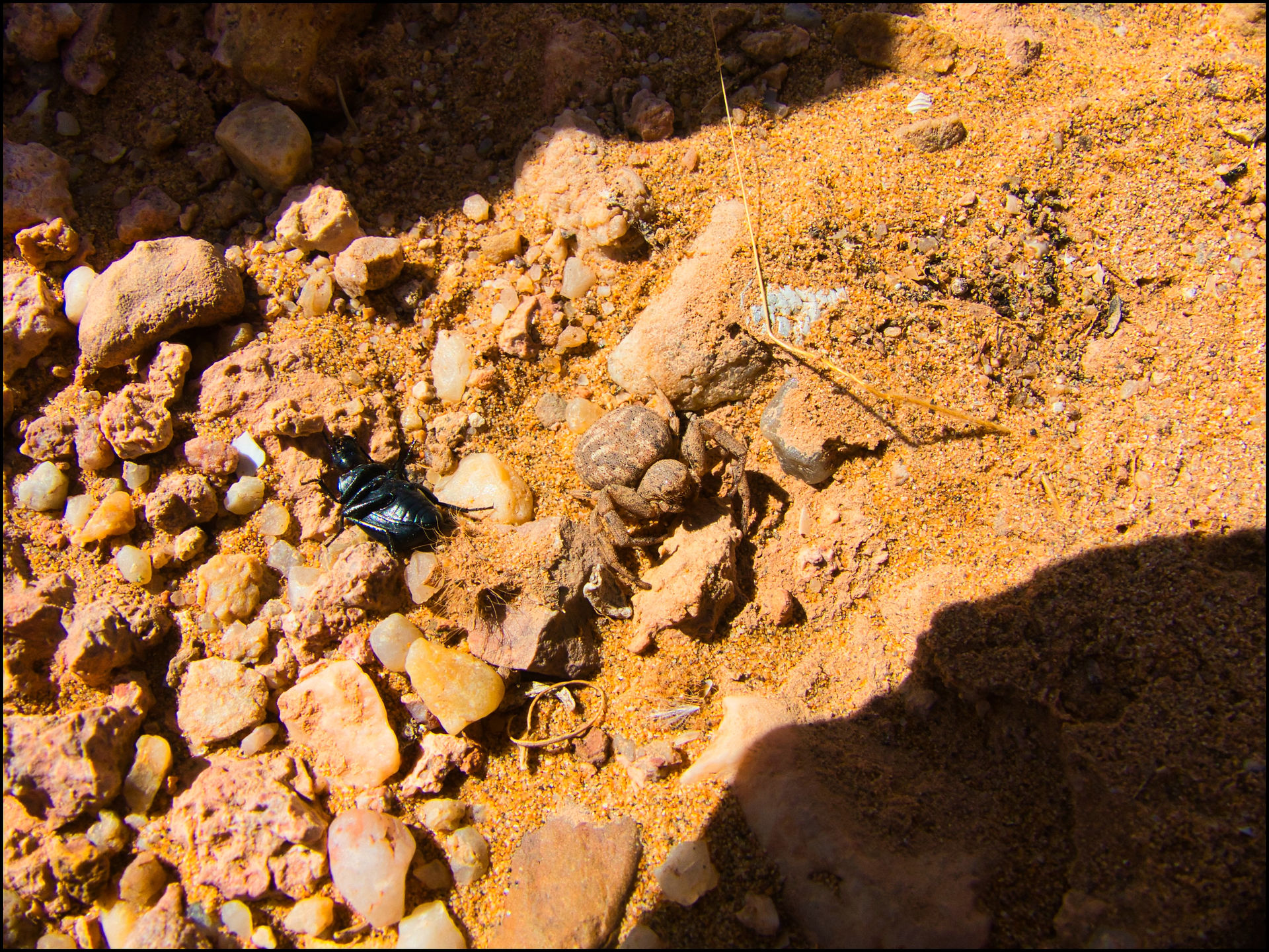 journeys & scorpions travelblog | Morocco Tan Tan | Spider | Crab spider