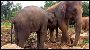 journeys & scorpions | travelblog | Sri Lanka | Elephant Orphanage