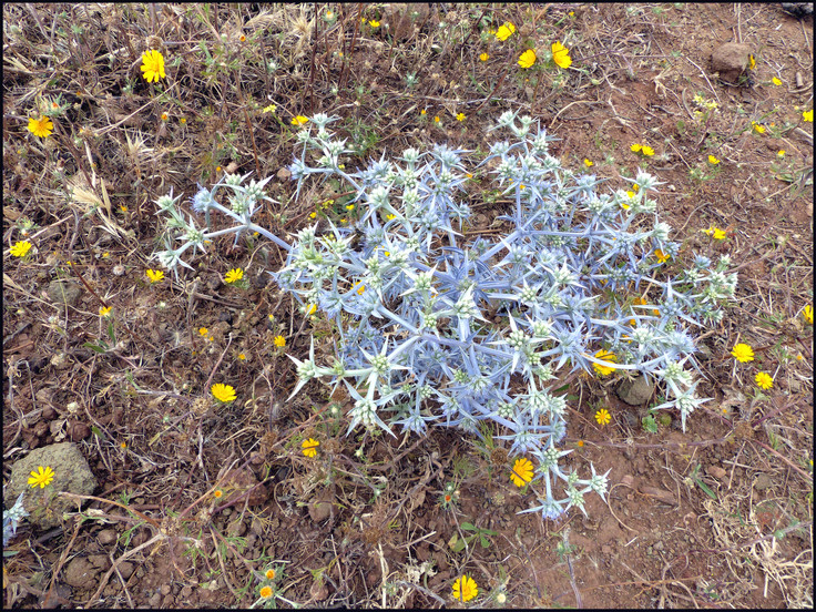 journeys & scorpions | travelblog | Morocco Douar Egmire | Route N9 | Eryngium triquetrum | Eryngo