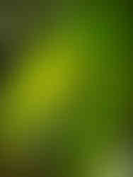 journeys and scorpions travelblog | Vietnam-Cuc Phuong National Park, Harvestman, Opiliones, Undetermined sp.