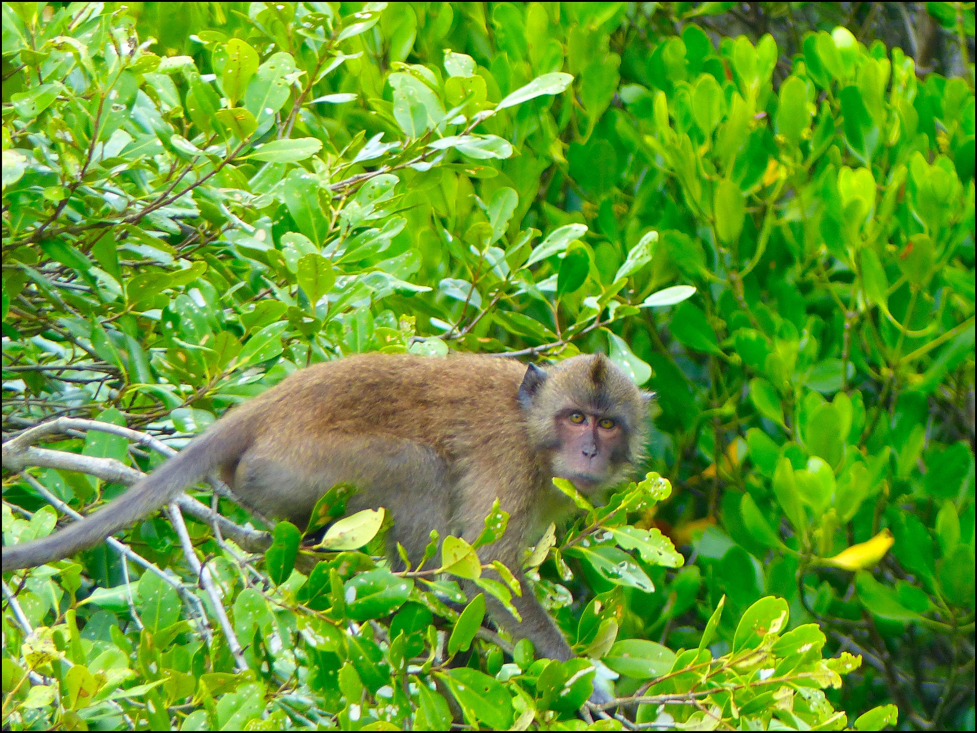 journeys and scorpions travelblog | Thailand Ko Yao Yai | Lo Pa Lai River Boattour | Crab eating Macaque
