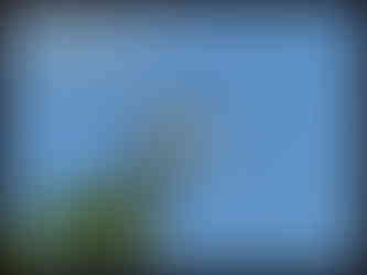 journeys & scorpions | travelblog | Sri Lanka | Wilpattu National Parc | Anthracocerus coronatus | Malabar pied hornbill