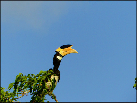 journeys & scorpions | travelblog | Sri Lanka | Wilpattu National Parc | Anthracocerus coronatus | Malabar pied hornbill