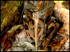 journeys & scorpions | travelblog | Sri Lanka | Golden Buddha Temple | Otocryptis wiegmanni | Ceylon kangaroo lizard