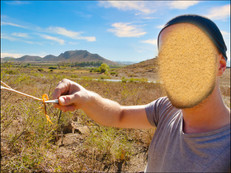 journeys & scorpions travelblog | Morocco Amghasse Buthus sp.