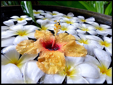 journeys & scorpions | travelblog | Sri Lanka | Hotel Ranweli | Waikkal | Hibiscus